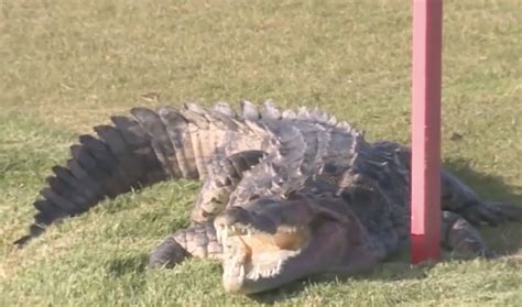 Florida neighbors concerned after crocodile killed pet dog
